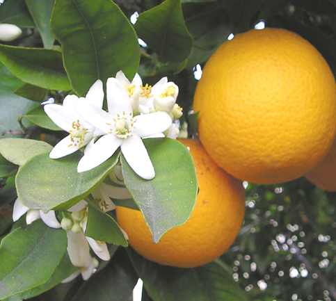 Citrus aurantium (Arancio)