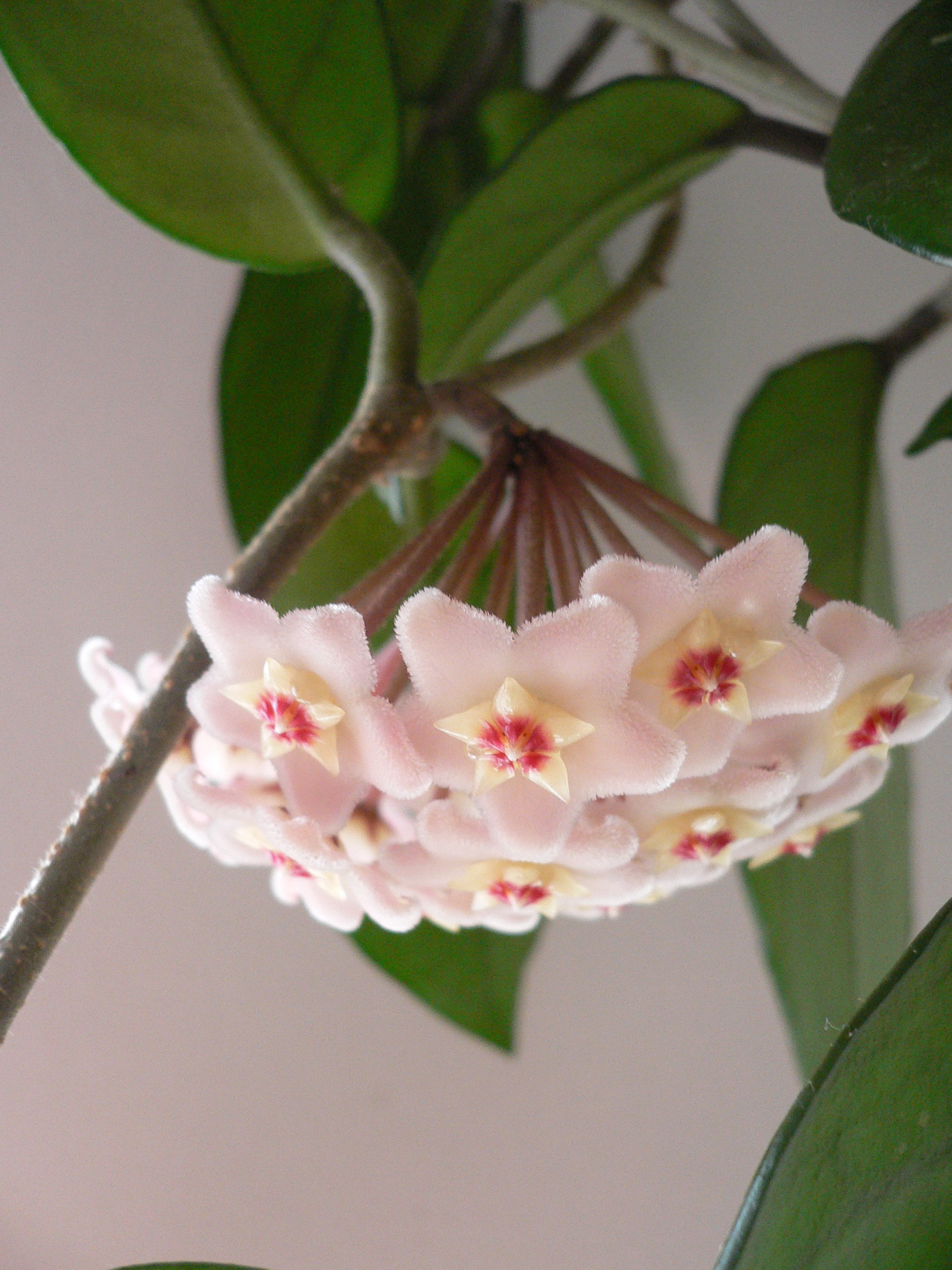Hoya carnosa (Fiore di cera)