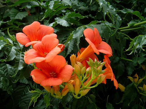 Bignonia grandiflora