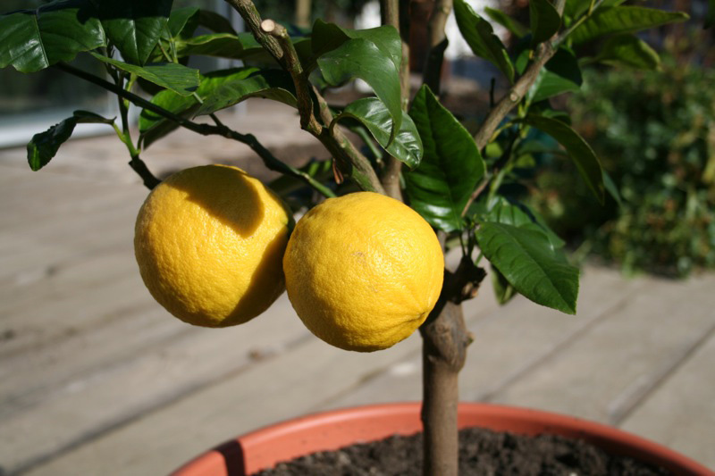 Citrus aurantium Bergamia (Bergamotto)