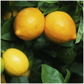 Citrus Meyeri (Limone Meyer)
