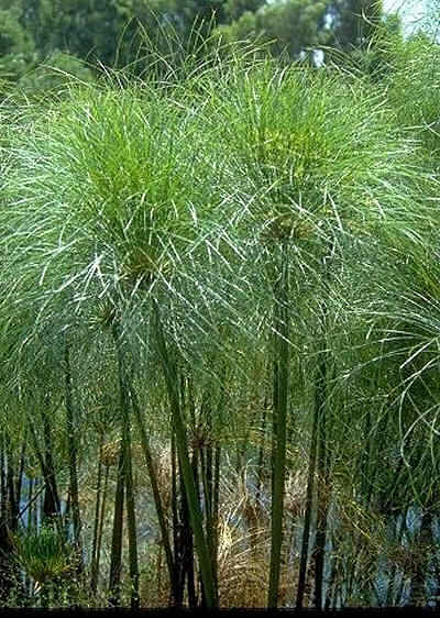 Cyperus papyrus (Papiro)