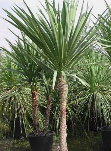 Dracaena indivisa