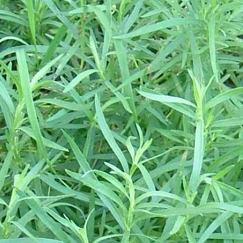 Artemisia dracunculus (Dragoncello)