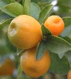 Fortunella obovata (Kumquat gigante)