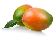 Manfigera indica (Mango)