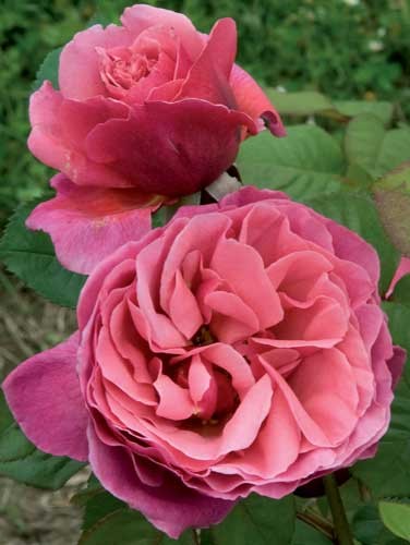 Rosa Line Renaud