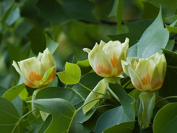 Liriodendron tulipifera (Albero dei tulipani)