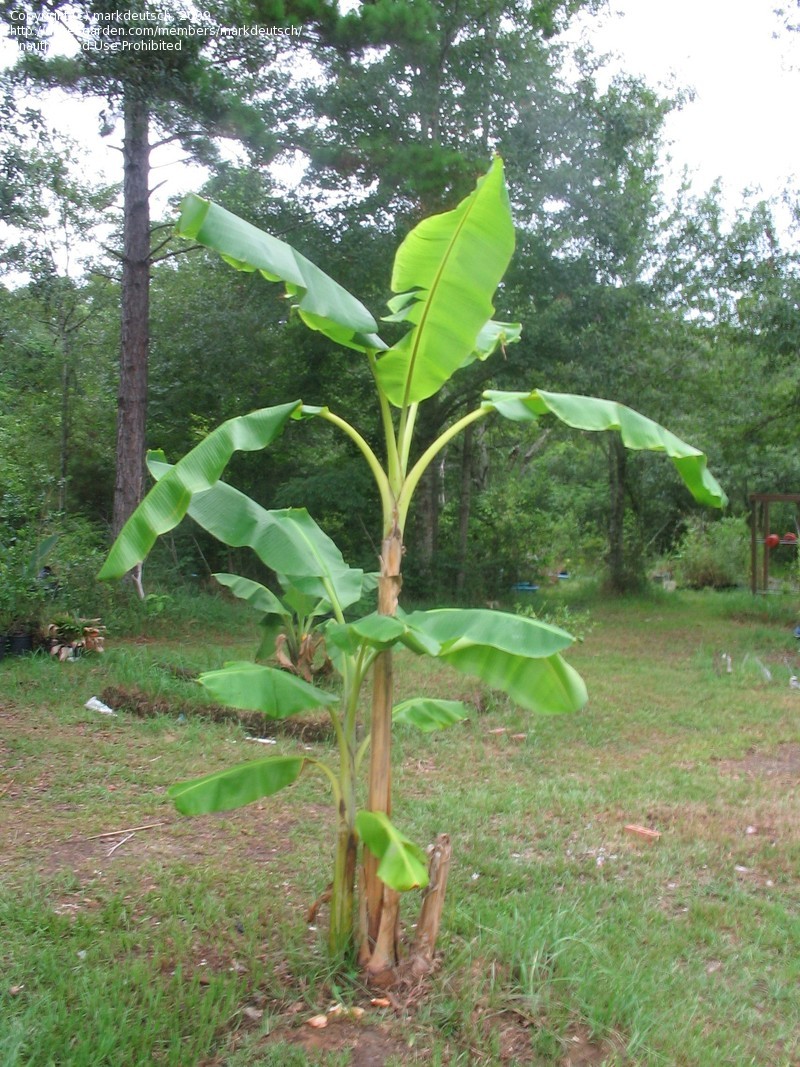 Musa paradisiaca (Banano)