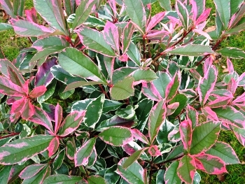 Photinia cassini Pink Marble (Photinia variegata)