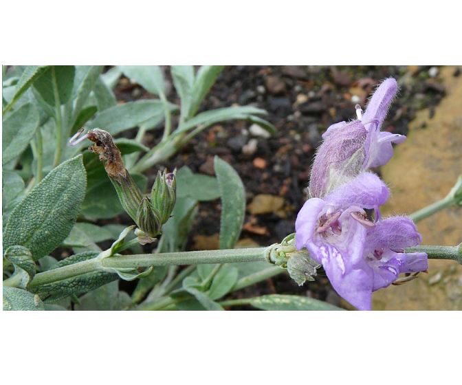 Salvia nevadensis