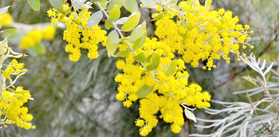 Acacia Val d