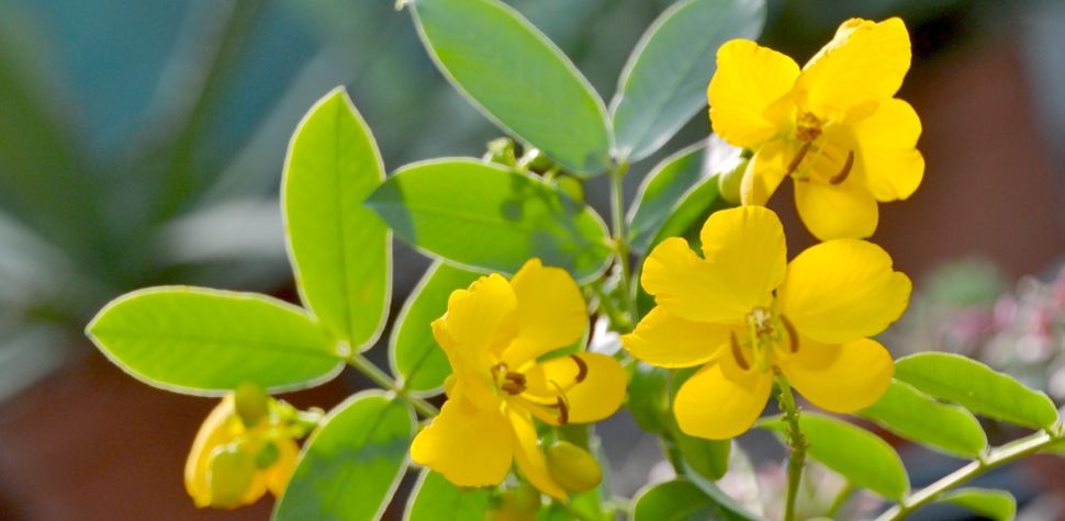 Cassia Floribunda