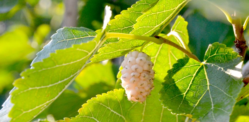Gelso Bianco