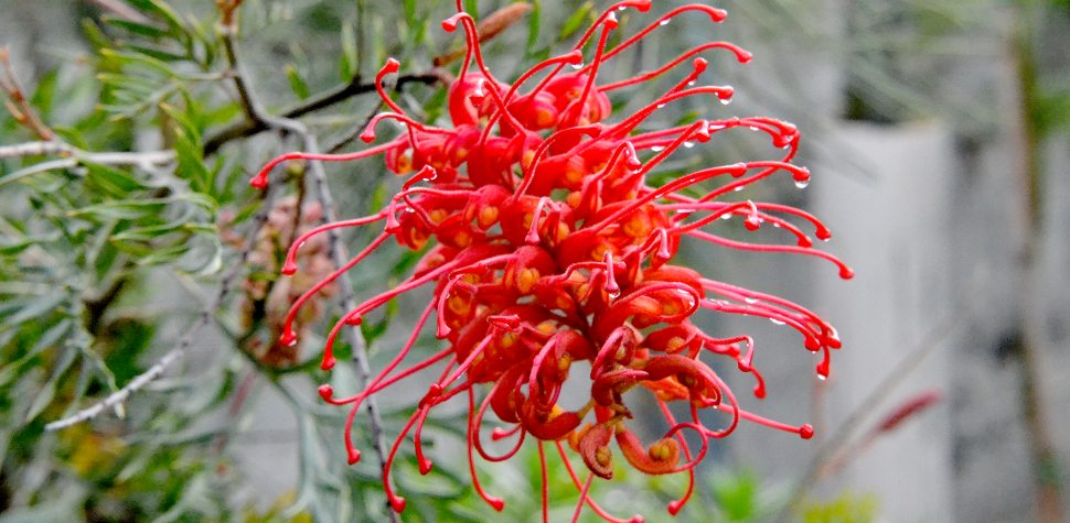 Grevillea Robyngordon