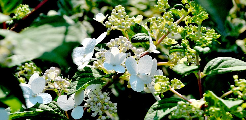 Hydrangea Paniculata