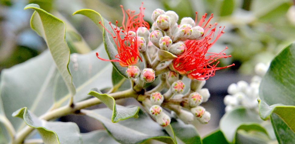 Metrosideros Thomasii