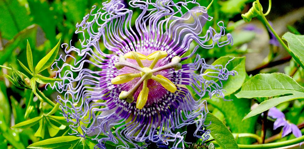 Passiflora Caerulea