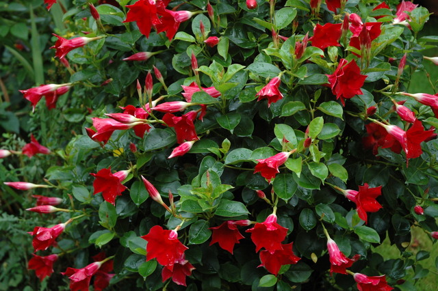 Mandevilla sanderi (Sundaville)