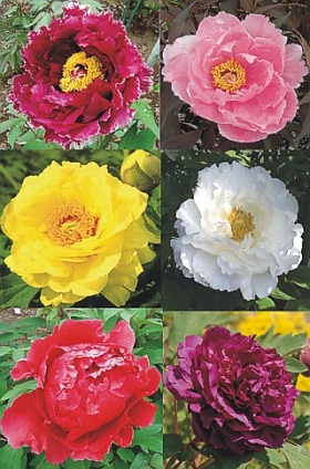 Paeonia suffruticosa