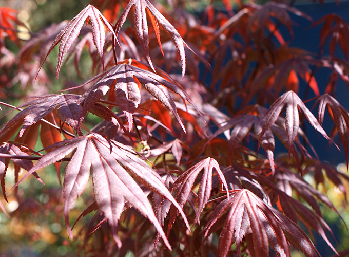 Acer palmatum Atropurpureum