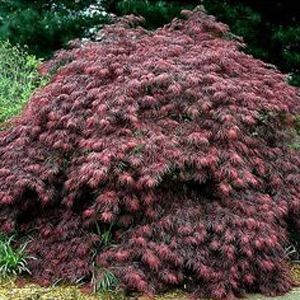 Acer palmatum disssectum Atropurpureum