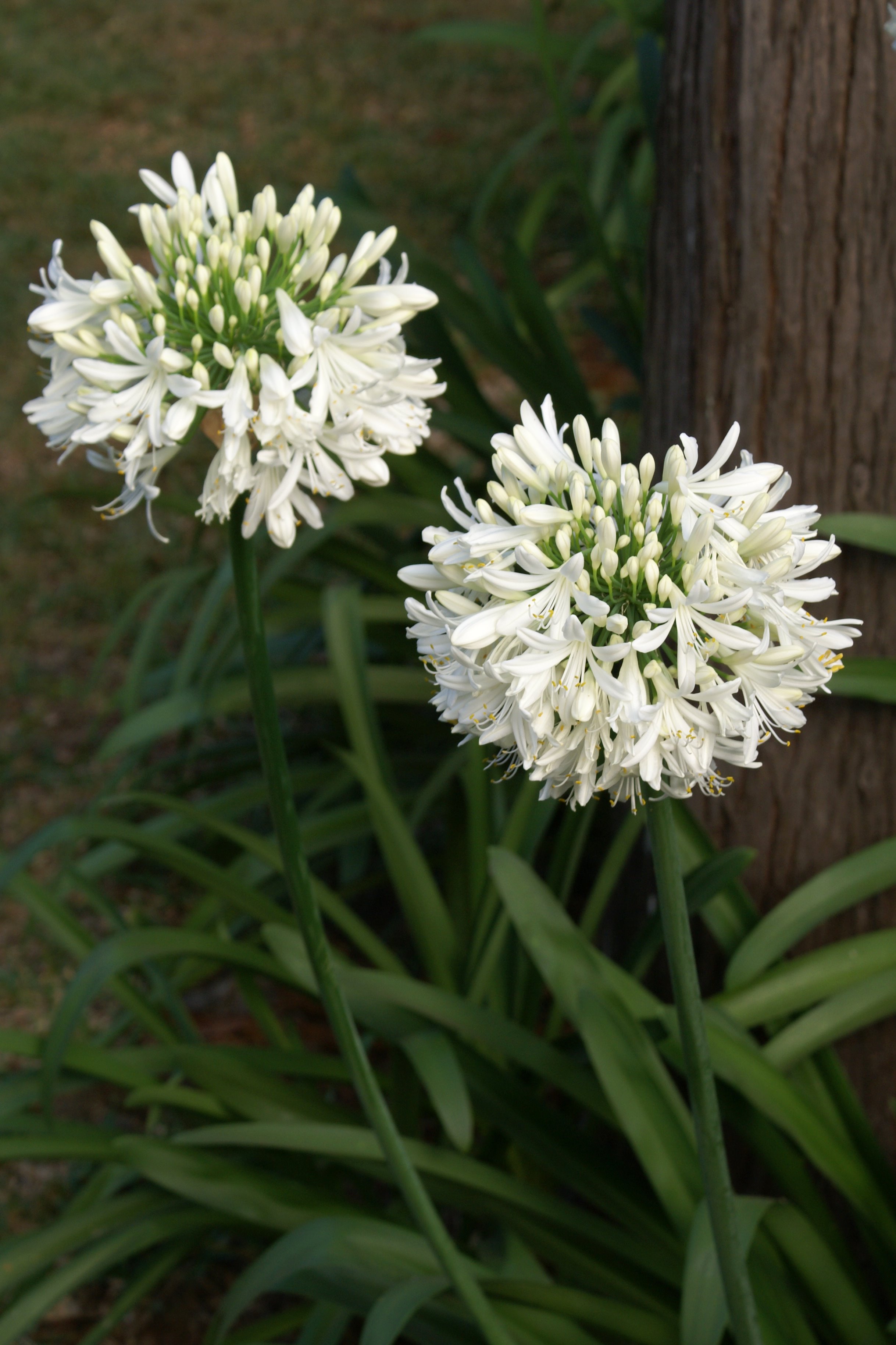 Agapanthus africanus Albidus