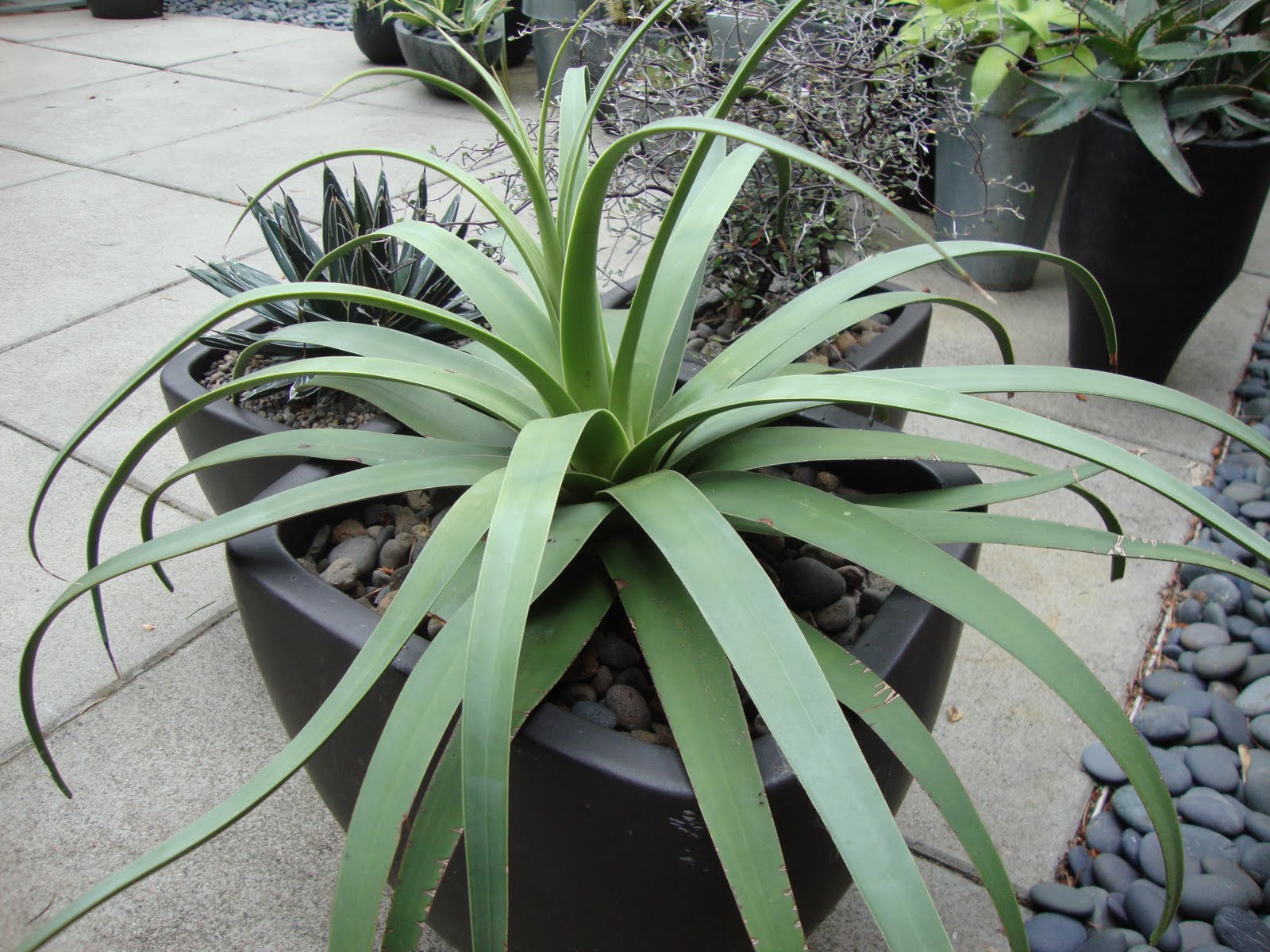 Agave bracteosa