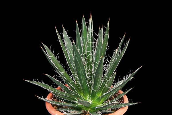 Agave filifera