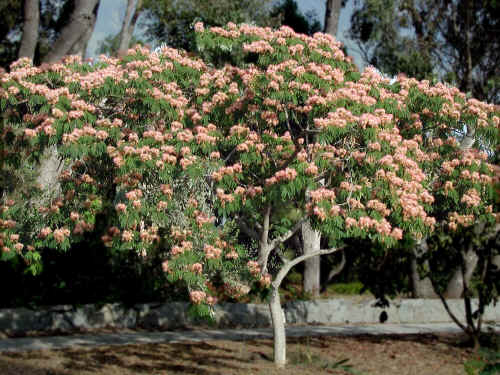 Albizia julibrissin
