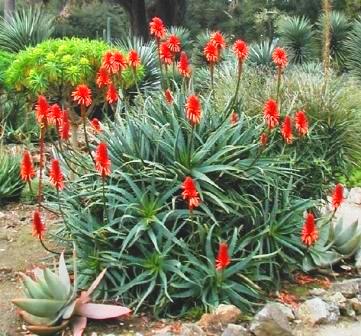 Aloe arborescens