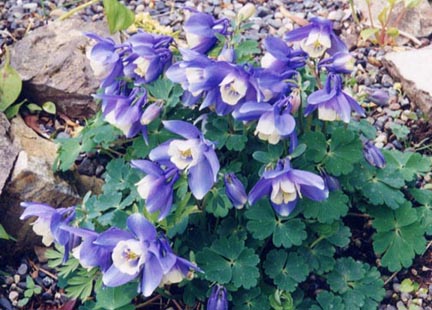 Aquilegia