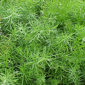 Asparagus densiflorus Sprengeri