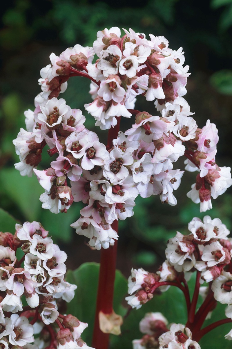 Bergenia silberlicht