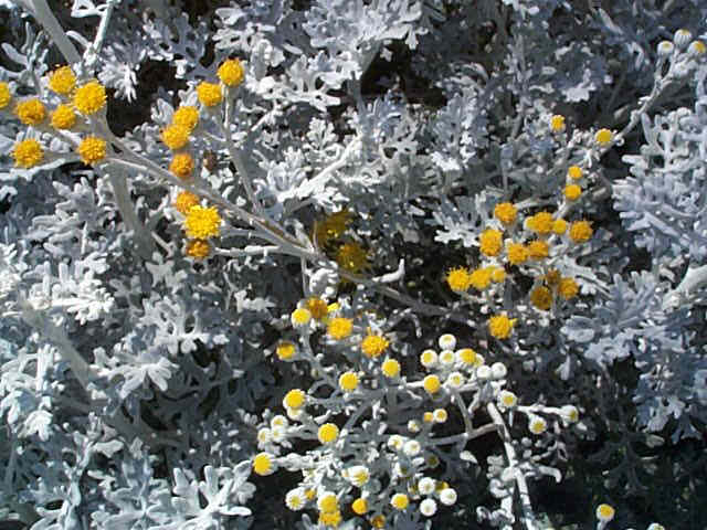 Cineraria maritima