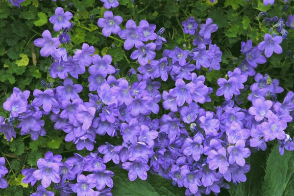 Campanula portenschlagiana