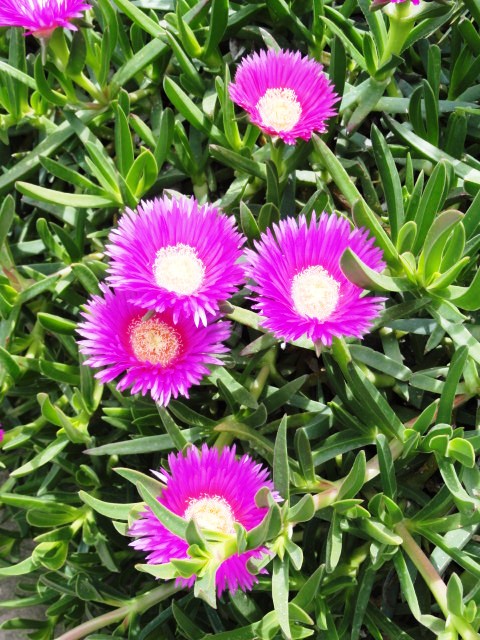 Carpobrotus