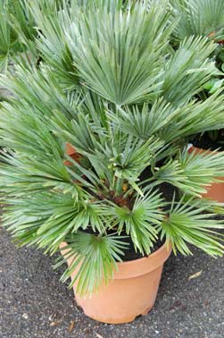 Chamaerops Vulcano