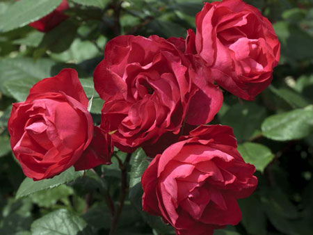 Rosa Cherry Bonica