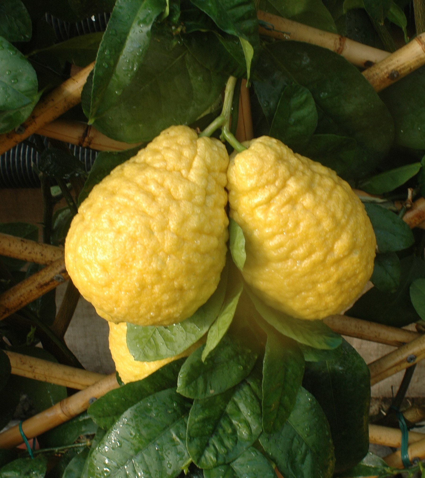 Citrus medica (Cedro)