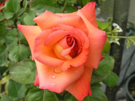 Rosa Cristoforo Colombo