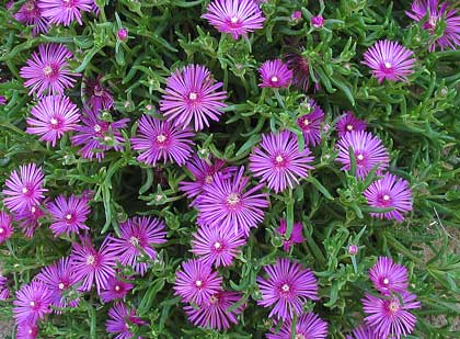 Delosperma cooperi