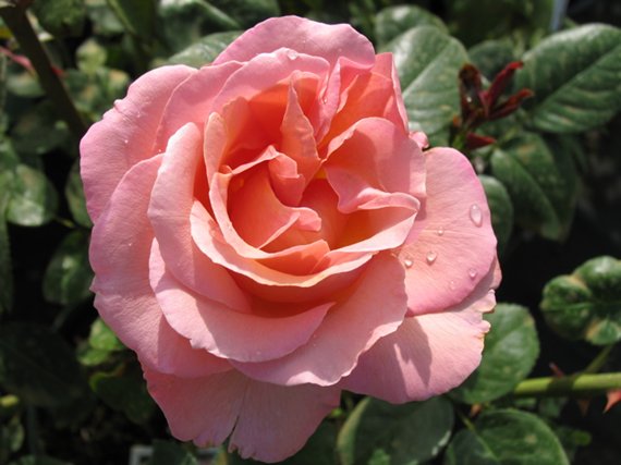 Rosa Elle (Meilland)