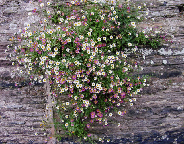 Erigeron karvinskianus