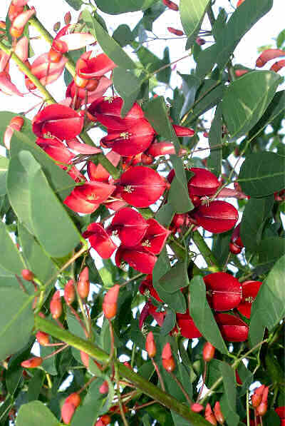 Erythrina Crista-galli