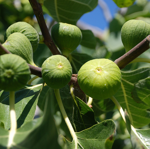 Ficus carica