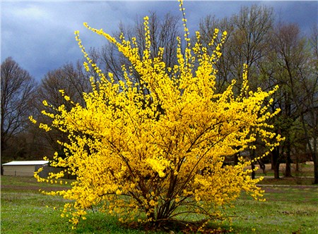 Forsythia x intermedia