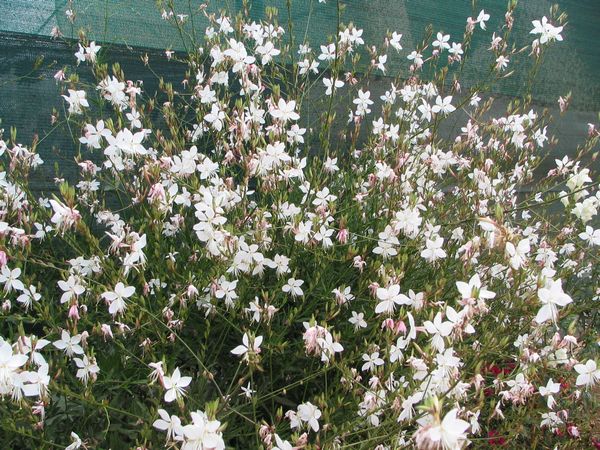 Gaura lindheimeri The Bridge