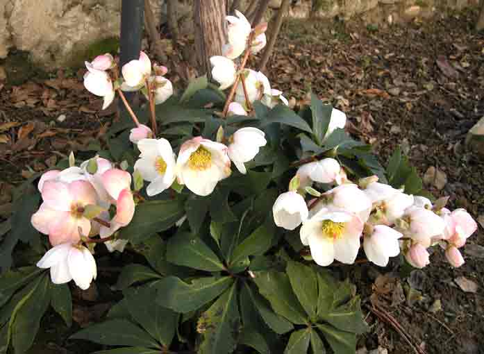 Helleborus niger