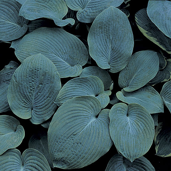 Hosta sieboldiana Elegans